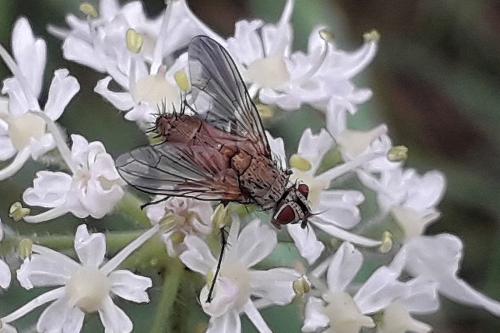 Solieria sp.